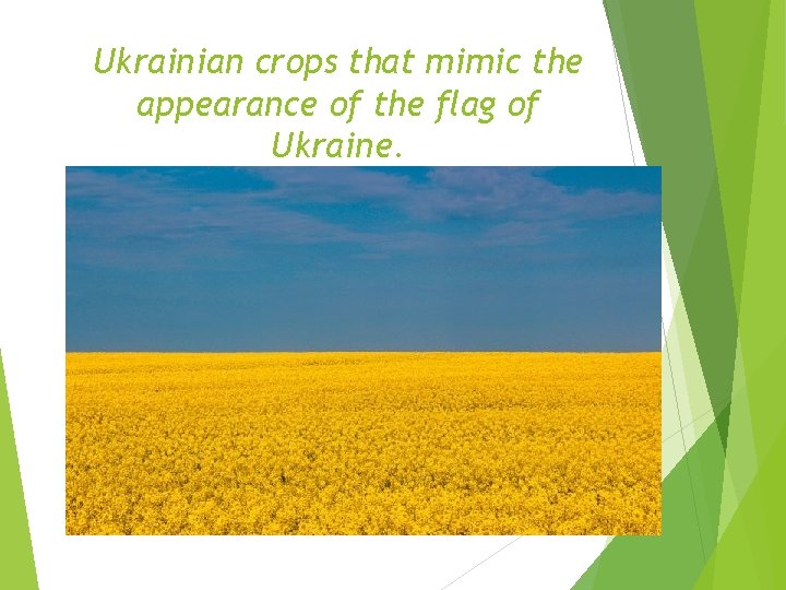 Ukrainian crops that mimic the appearance of the flag of Ukraine. 