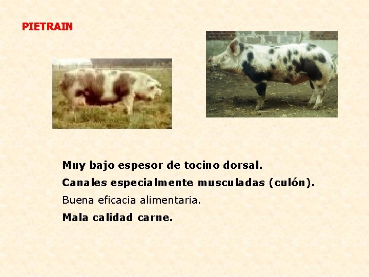 PIETRAIN Muy bajo espesor de tocino dorsal. Canales especialmente musculadas (culón). Buena eficacia alimentaria.