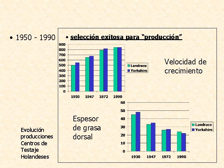  • 1950 - 1990 • selección exitosa para “producción” Velocidad de crecimiento Evolución