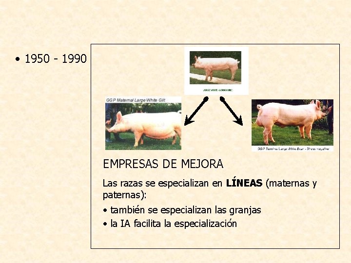  • 1950 - 1990 EMPRESAS DE MEJORA Las razas se especializan en LÍNEAS