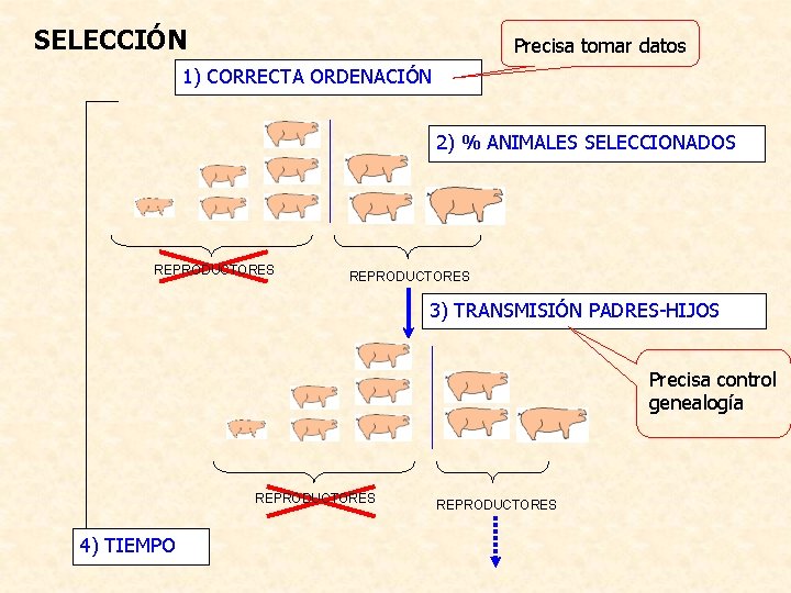 SELECCIÓN Precisa tomar datos 1) CORRECTA ORDENACIÓN 2) % ANIMALES SELECCIONADOS REPRODUCTORES 3) TRANSMISIÓN