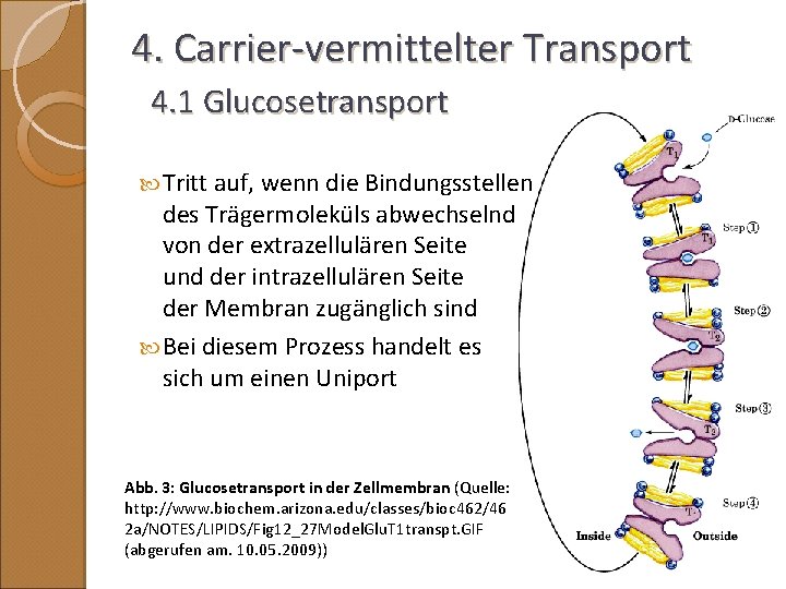 4. Carrier-vermittelter Transport 4. 1 Glucosetransport Tritt auf, wenn die Bindungsstellen des Trägermoleküls abwechselnd