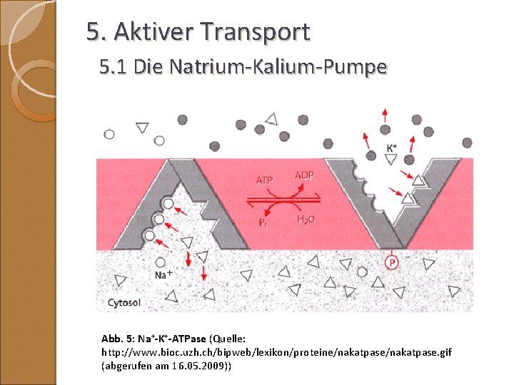 5. Aktiver Transport 5. 1 Die Natrium-Kalium-Pumpe Abb. 5: Na+-K+-ATPase (Quelle: http: //www. bioc.