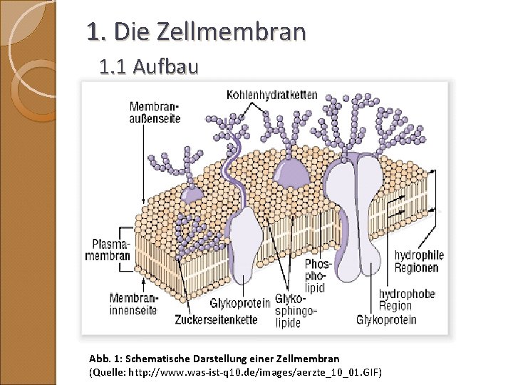 1. Die Zellmembran 1. 1 Aufbau Abb. 1: Schematische Darstellung einer Zellmembran (Quelle: http: