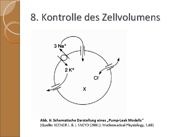 8. Kontrolle des Zellvolumens Abb. 6: Schematische Darstellung eines „Pump-Leak Modells“ (Quelle: KEENER J.