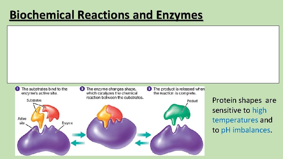 Biochemical Reactions and Enzymes Each enzyme has a particular shape that “fits” on one