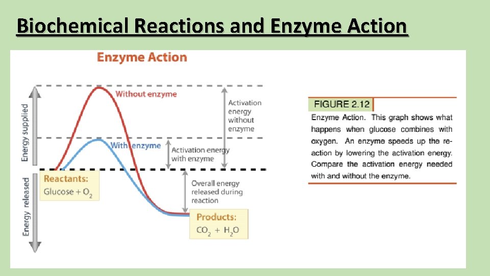 Biochemical Reactions and Enzyme Action 