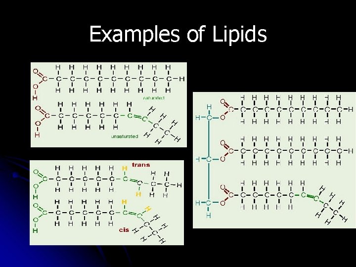 Examples of Lipids 