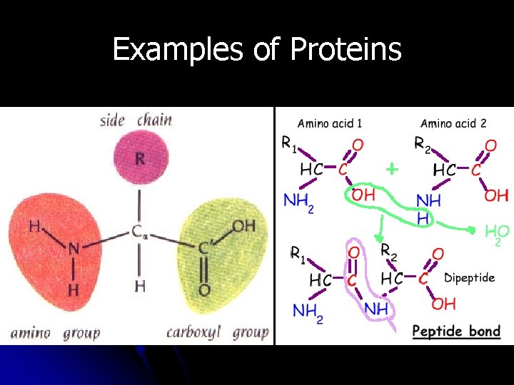 Examples of Proteins 