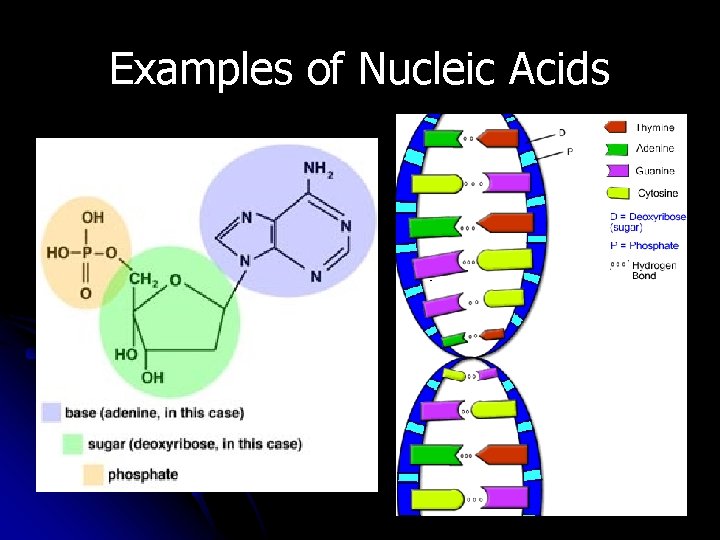 Examples of Nucleic Acids Examples of Nucleic Acids