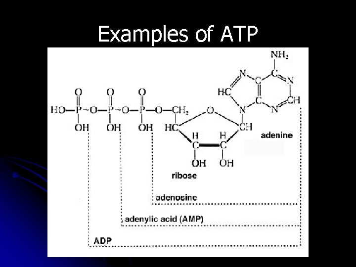 Examples of ATP 