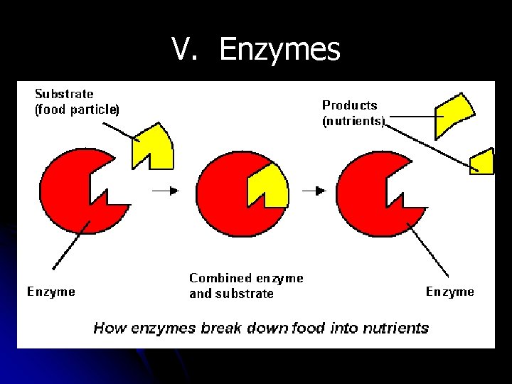 V. Enzymes 