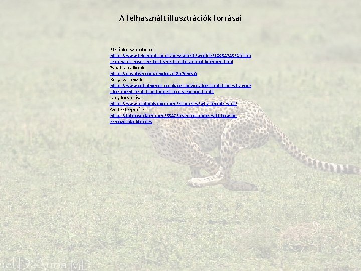 A felhasznált illusztrációk forrásai Elefántok szimatolnak https: //www. telegraph. co. uk/news/earth/wildlife/10984345/African -elephants-have-the-best-smell-in-the-animal-kingdom. html Zsiráf