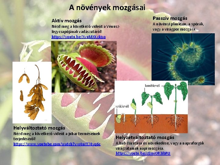 A növények mozgásai Aktív mozgás Passzív mozgás Nézd meg a következő videót a Vénuszlégycsapójának