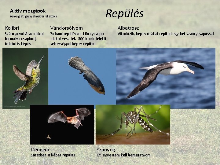 Aktív mozgások (energiát igényelnek az állattól) Kolibri Szárnyaival 8 -as alakot formálva csapkod, tolatni