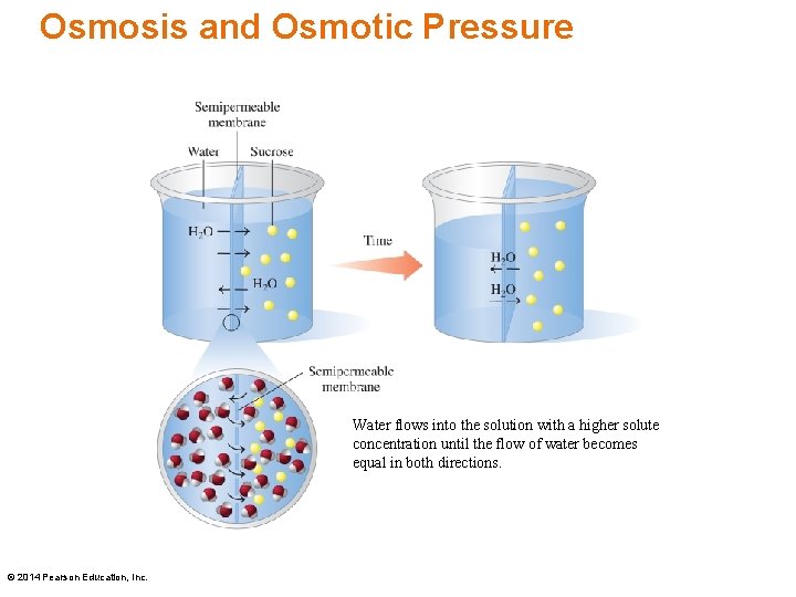 Osmosis and Osmotic Pressure Water flows into the solution with a higher solute concentration