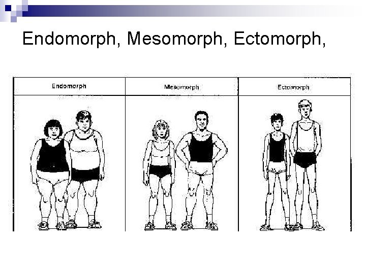 Endomorph, Mesomorph, Ectomorph, 