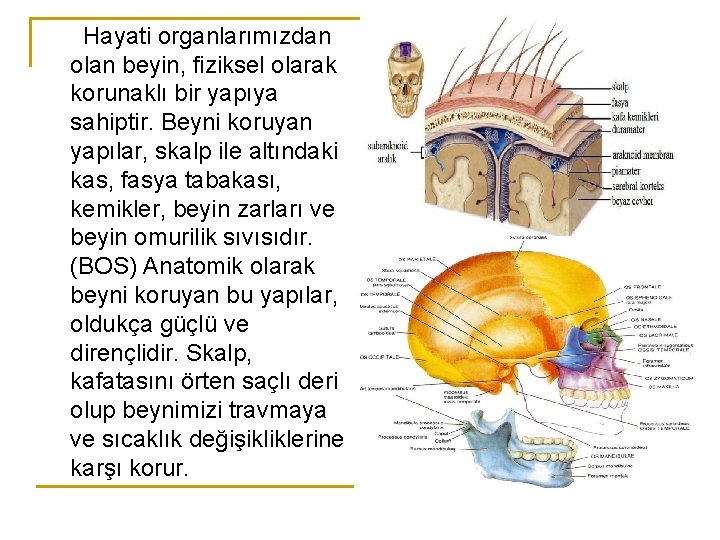 Hayati organlarımızdan olan beyin, fiziksel olarak korunaklı bir yapıya sahiptir. Beyni koruyan yapılar, skalp