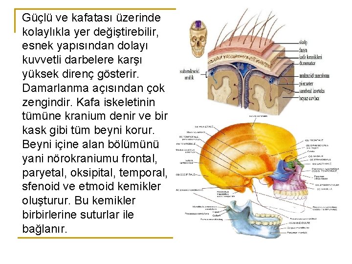 Güçlü ve kafatası üzerinde kolaylıkla yer değiştirebilir, esnek yapısından dolayı kuvvetli darbelere karşı yüksek