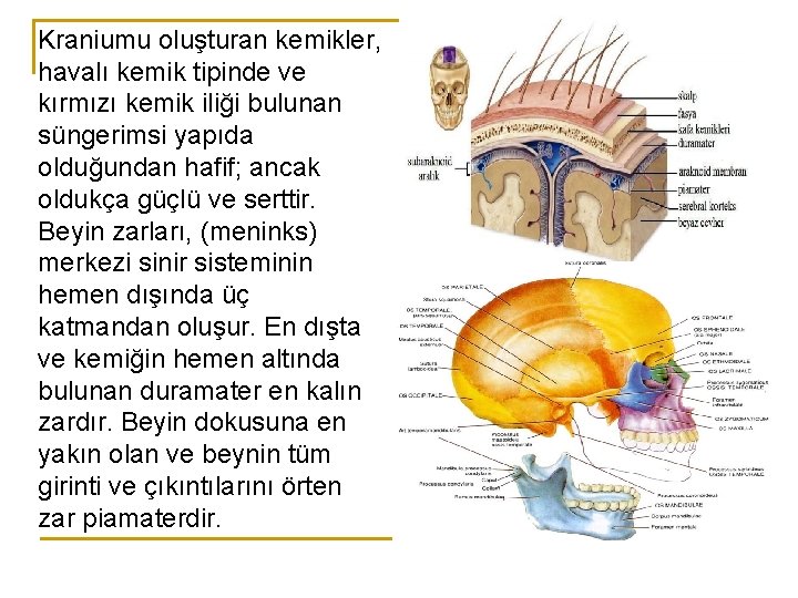 Kraniumu oluşturan kemikler, havalı kemik tipinde ve kırmızı kemik iliği bulunan süngerimsi yapıda olduğundan