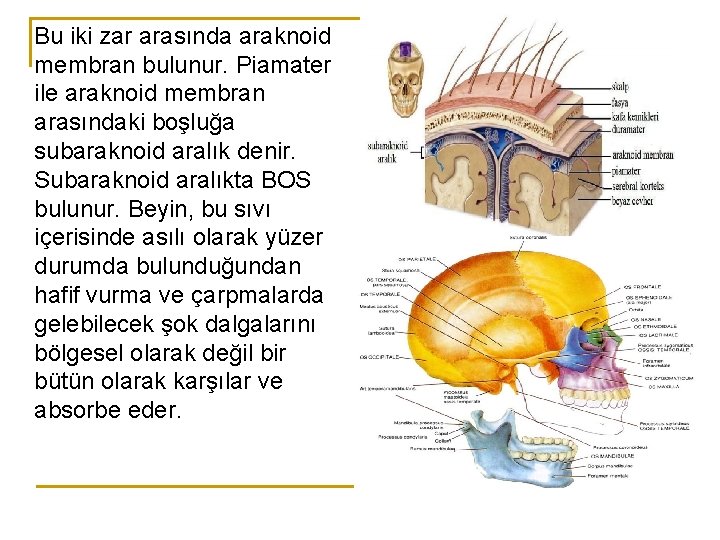 Bu iki zar arasında araknoid membran bulunur. Piamater ile araknoid membran arasındaki boşluğa subaraknoid