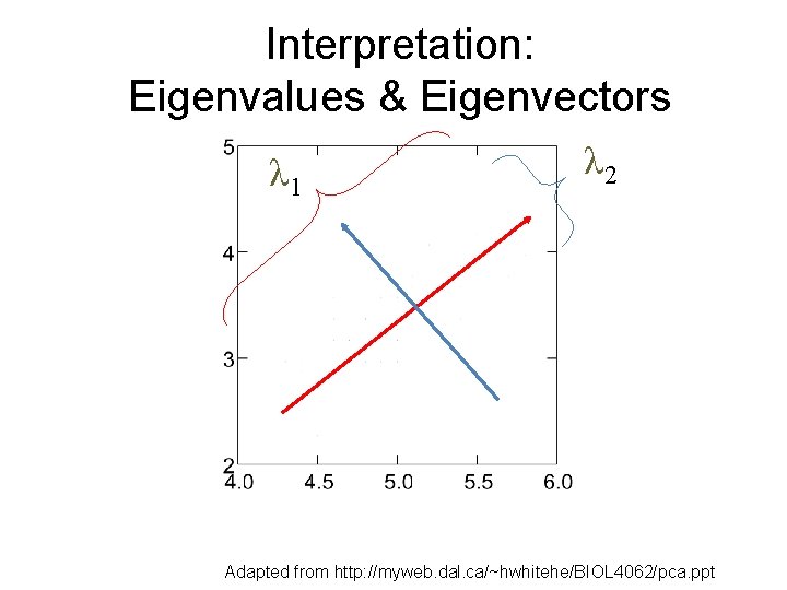Interpretation: Eigenvalues & Eigenvectors λ 1 λ 2 Adapted from http: //myweb. dal. ca/~hwhitehe/BIOL