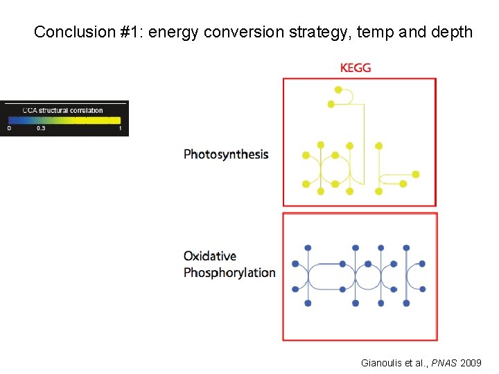 Conclusion #1: energy conversion strategy, temp and depth Gianoulis et al. , PNAS 2009