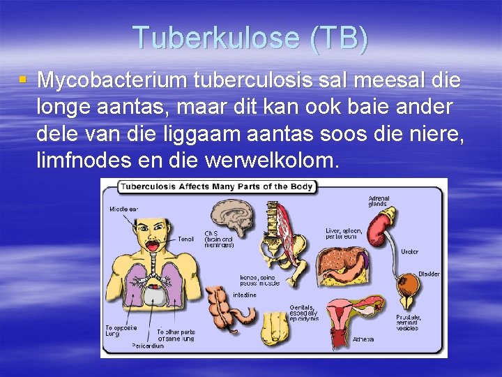 Tuberkulose (TB) § Mycobacterium tuberculosis sal meesal die longe aantas, maar dit kan ook