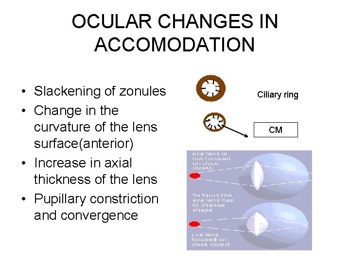 OCULAR CHANGES IN ACCOMODATION • Slackening of zonules • Change in the curvature of