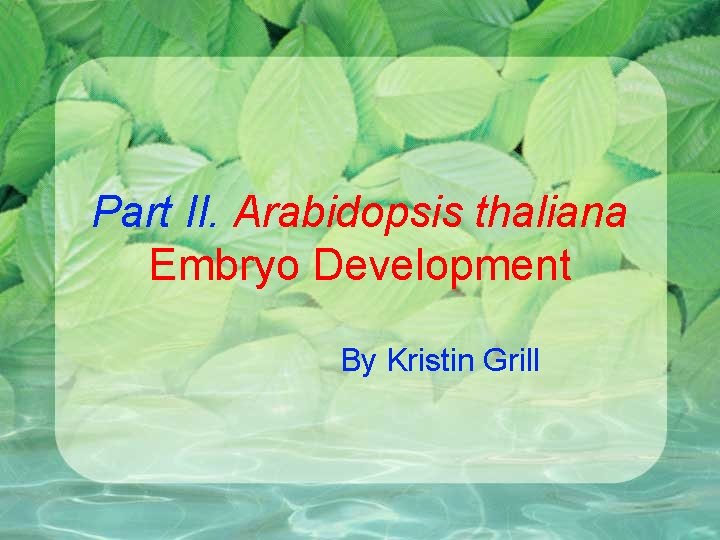 Part II. Arabidopsis thaliana Embryo Development By Kristin Grill 