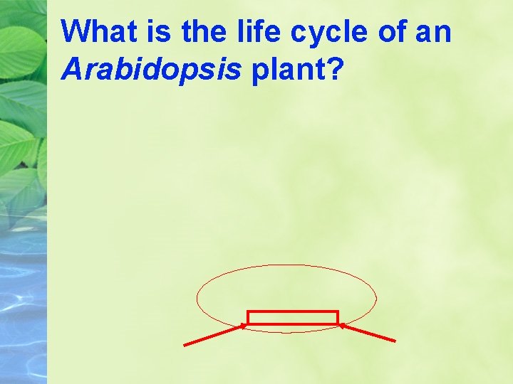 What is the life cycle of an Arabidopsis plant? 
