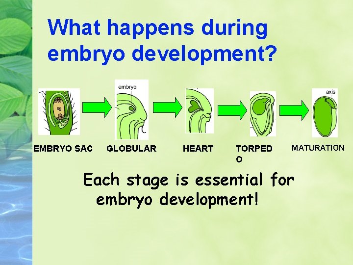 What happens during embryo development? EMBRYO SAC GLOBULAR HEART TORPED O MATURATION Each stage