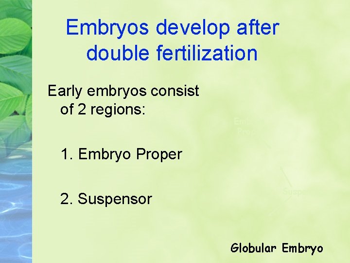 Embryos develop after double fertilization Early embryos consist of 2 regions: Embryo Proper 1.