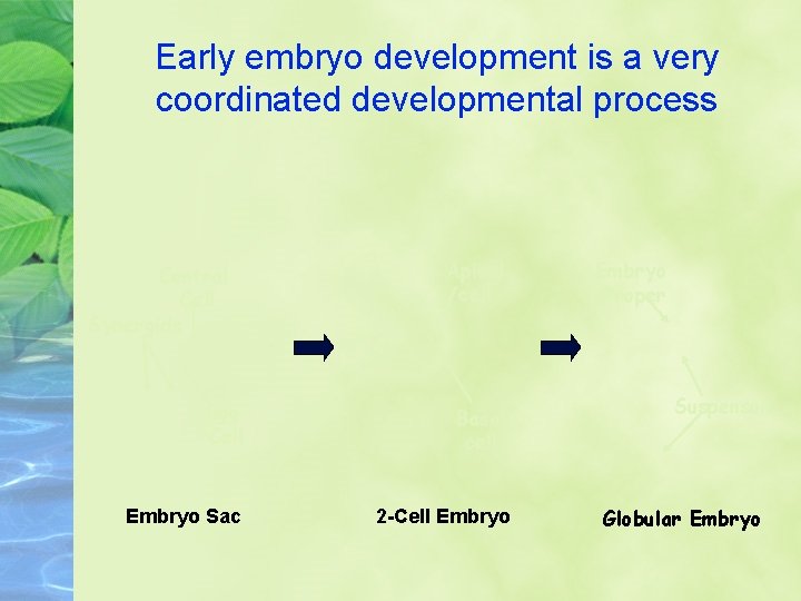 Early embryo development is a very coordinated developmental process Central Cell Synergids Apical cell