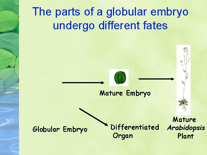 The parts of a globular embryo undergo different fates Embryo Proper Suspensor Globular Embryo
