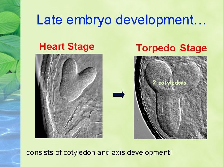 Late embryo development… Heart Stage Torpedo Stage 2 cotyledons consists of cotyledon and axis