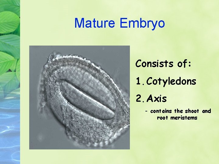 Mature Embryo Consists of: 1. Cotyledons 2. Axis - contains the shoot and root