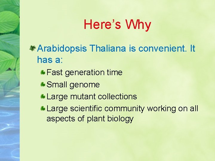 Here’s Why Arabidopsis Thaliana is convenient. It has a: Fast generation time Small genome