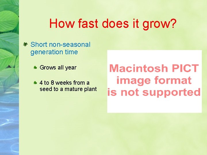 How fast does it grow? Short non-seasonal generation time Grows all year 4 to