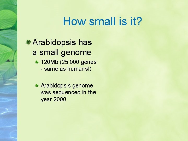 How small is it? Arabidopsis has a small genome 120 Mb (25, 000 genes