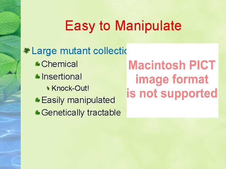 Easy to Manipulate Large mutant collections Chemical Insertional Knock-Out! Easily manipulated Genetically tractable 