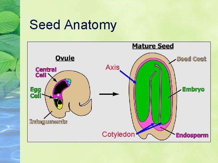 Seed Anatomy Axis Cotyledon 