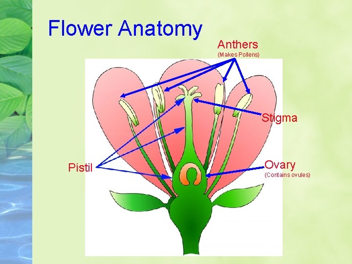 Flower Anatomy Anthers (Makes Pollens) Stigma Pistil Ovary (Contains ovules) 