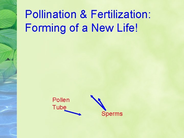 Pollination & Fertilization: Forming of a New Life! Pollen Tube Sperms 