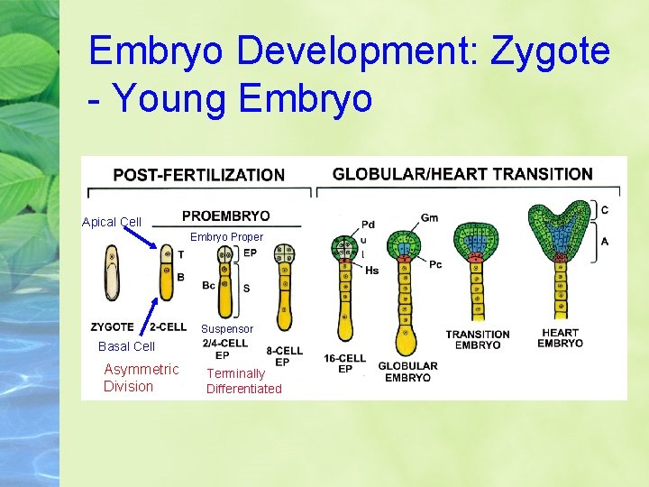 Embryo Development: Zygote - Young Embryo Apical Cell Embryo Proper Suspensor Basal Cell Asymmetric