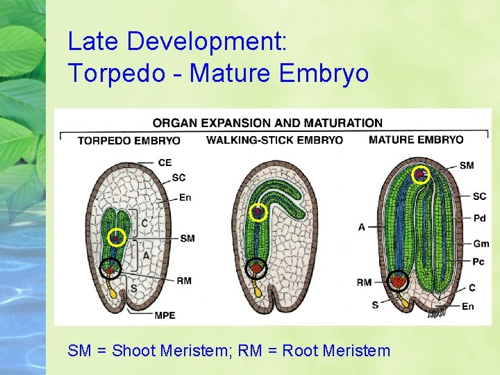 Late Development: Torpedo - Mature Embryo SM = Shoot Meristem; RM = Root Meristem