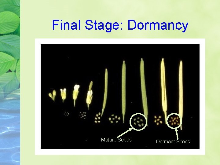 Final Stage: Dormancy Mature Seeds Dormant Seeds 
