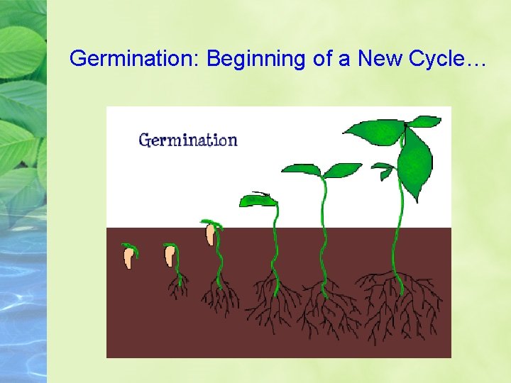 Germination: Beginning of a New Cycle… 