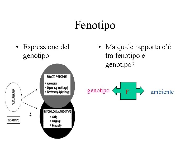 Fenotipo • Espressione del genotipo • Ma quale rapporto c’è tra fenotipo e genotipo?
