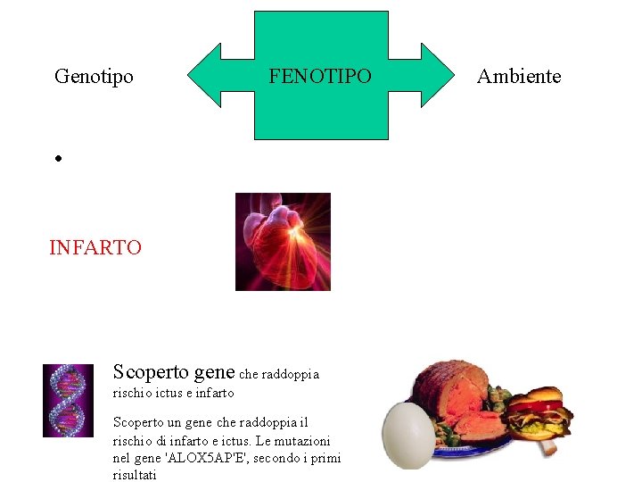 Genotipo FENOTIPO • INFARTO Scoperto gene che raddoppia rischio ictus e infarto Scoperto un